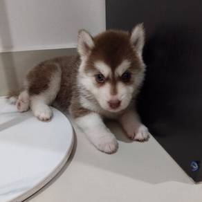 URGENT! Husky Puppies For Sale(Serious Buyers)