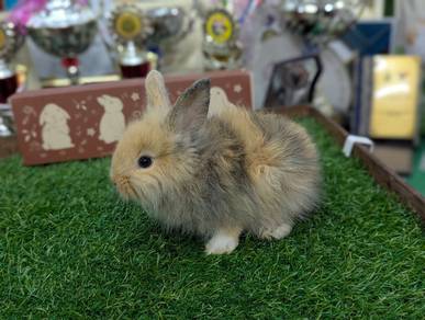 Arnab Mix Teddy Bear Rabbit 02
