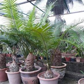 Pokok Paku Aji