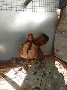 Ayam serama betina 
