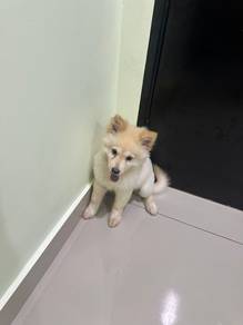 puppy for sale