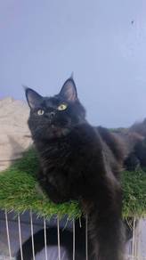 Mainecoon 