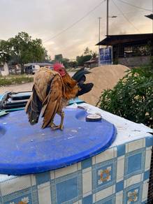 ayam serama
