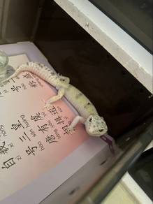 leopard gecko male jantan