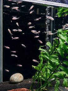 Purple Harlequin Rasbora