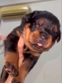 Rottweiler