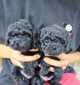 VMDA9GG Grey haired Tiny Poodle #MKA