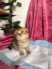 Bsh kitten fold