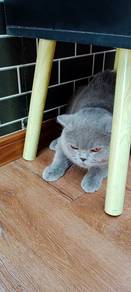bsh ori