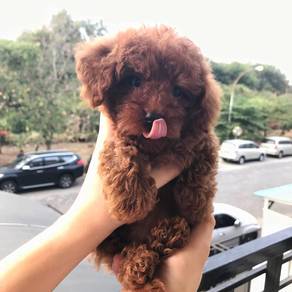 mini poodle 