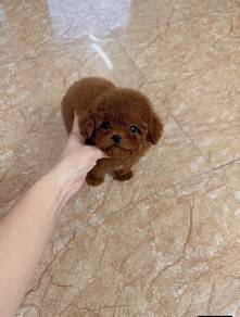 Red Poodle -Boy 