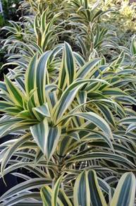 Dracaena Reflexa 'Song Of India'