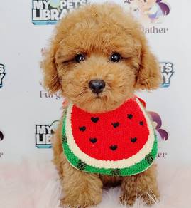 Toy Poodle