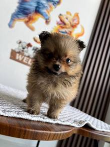 Mini Pomeranian 4