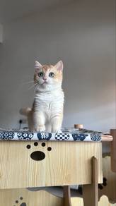 Golden British Shorthair