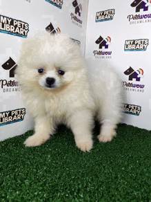 Thick coat pomeranian