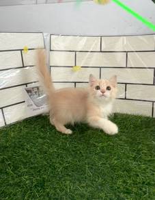 Persian kitten