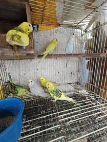 Burung Baji
