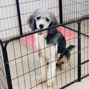 Female Standard Poodle