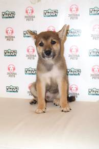 x42 Playful Shiba Dog