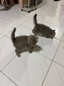 British short hair BSH