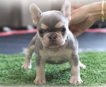 FRENCH BULLDOG PUPPIES 🌻VIP167 Girl