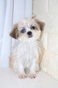 J0171 Shih Tzu Teddy Bear Baby Face Puppy