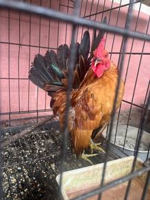 Ayam serama