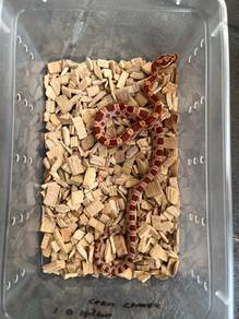 hypo corn snake offer ular