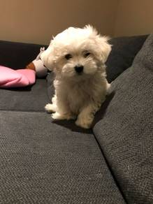 G6445 Bubbly Bichon beautiful and charming little