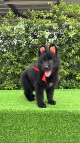 Black German shepherd GSD