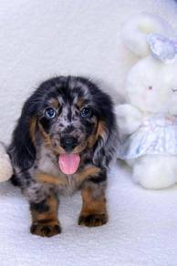 Rare Special Long Hair Dachshund Puppy - DP01