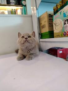 British shorthair 