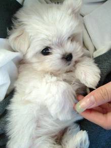 GllG_H88 baby sweetie MKA Tiny Maltese family pet