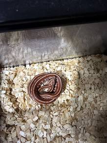corn snake baby tessera corn snake