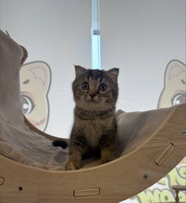 British Shorthair Fold