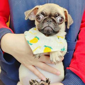 Pug
