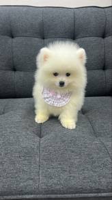 White male Pomeranian Puppy M-290