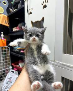 Bsh bicolour blue