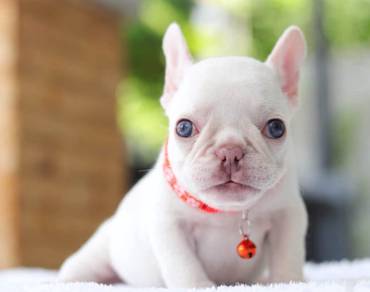 FRENCH BULLDOG PUPPIES VIP823🌻White - Blue eye