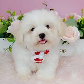 Poodle Toy