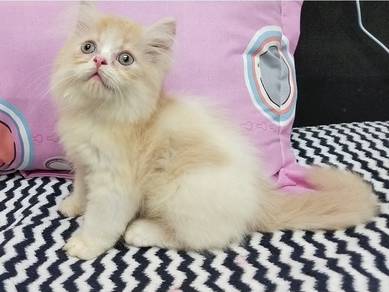 Adorable Persian Kitten – Bicolor