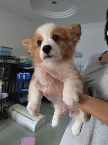 Corgi puppy