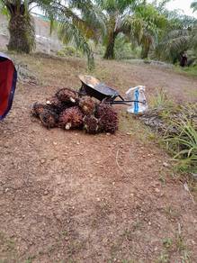 mesin potong buah sawit