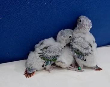 Burung