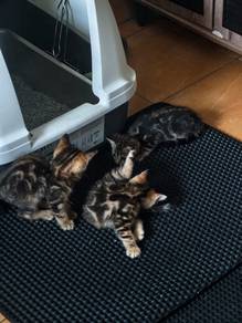 3 Bengal Marble Babies