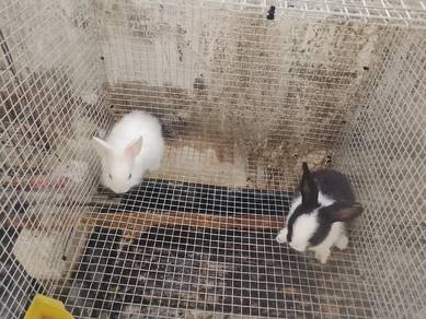 arnab mix sebulan