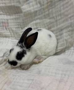Rabbit minirex