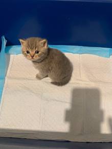 British Short Hair Tabby Male