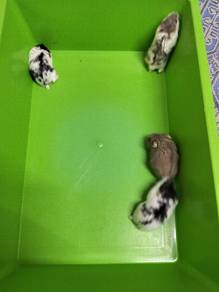 winter white hamsters 